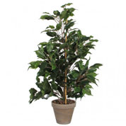 Plante Artificielle - Ficus exotica - MICA